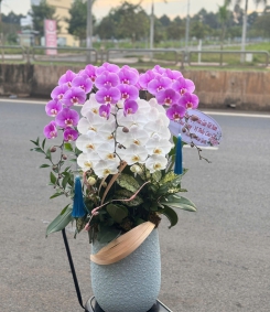 Hoa Lan Hồ Điệp Chúc Mừng 