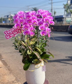 Hoa Lan Hồ Điệp Tím Chúc Mừng TN09