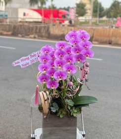 Hoa Lan Hồ Điệp Chúc Mừng TN22