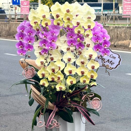 Bình Hoa Lan Hồ Điệp Chúc Mừng