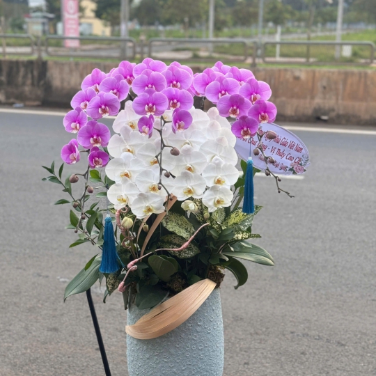 Hoa Lan Hồ Điệp Chúc Mừng 