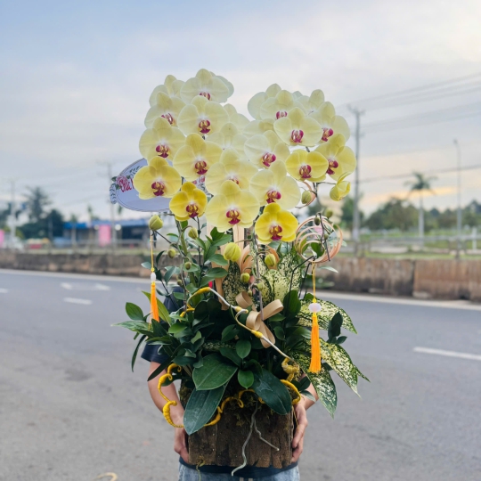 Hoa Lan Hồ Điệp Vàng Chúc Mừng 