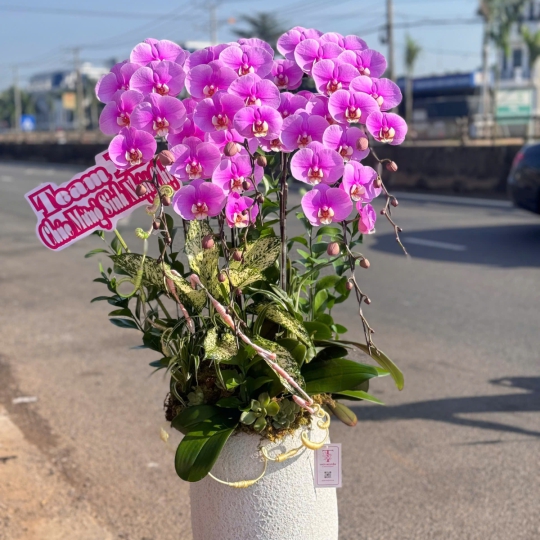 Hoa Lan Hồ Điệp Tím Chúc Mừng TN09