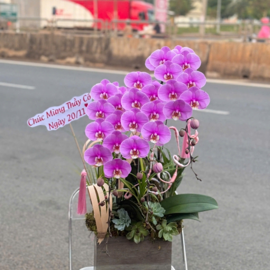 Hoa Lan Hồ Điệp Chúc Mừng TN22
