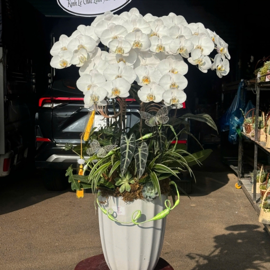 Hoa Lan Hồ Điệp Chúc Mừng TN54