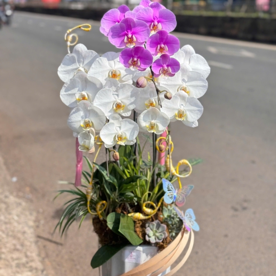Hoa Lan Hồ Điệp Chúc Mừng TN76
