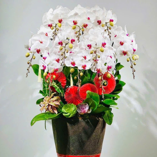 Hồ Điệp Trắng TT028