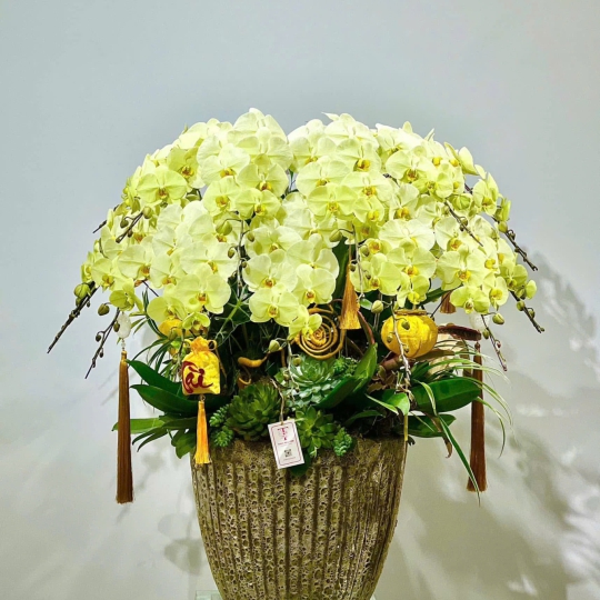 Lan Hồ Điệp TT098