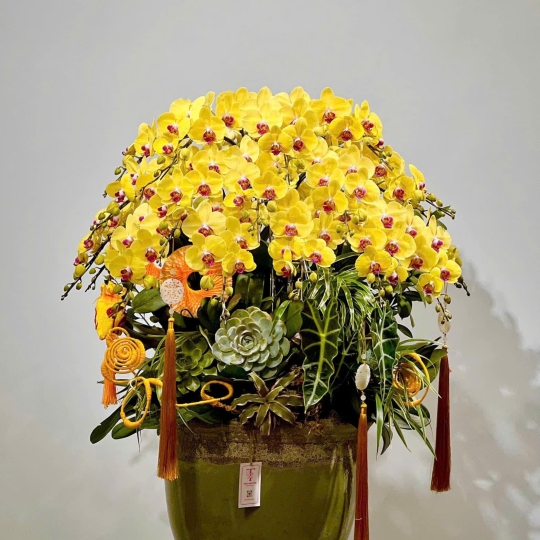 Hồ Điệp Vàng TT020