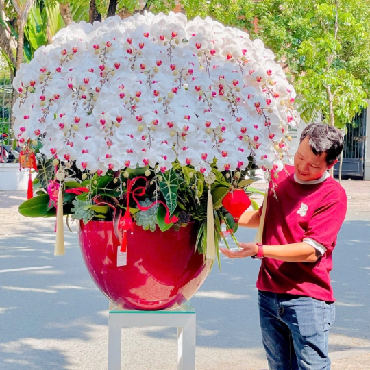 Lan Hồ Điệp Trắng TN028